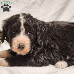Cooper, Bernedoodle Puppy